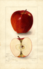 Apples, Delicious (1905)