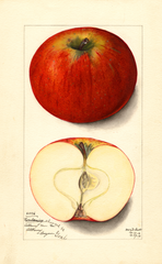 Apples, Goal (1912)