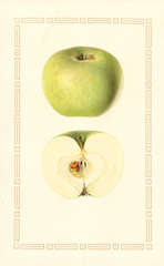 Apples, Golden Noble (1928)
