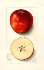 Apples, Delicious (1912)