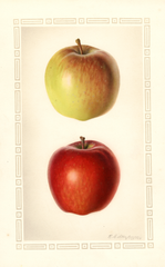Apples, Delicious (1929)