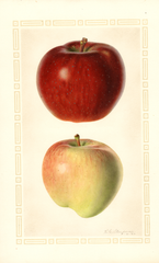 Apples, Starking (1925)