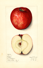 Apples, Delzeik (1914)