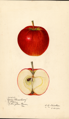 Apples, Early Strawberry (1920)