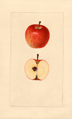 Apples, Early Strawberry (1925)