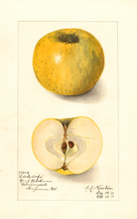 Apples, Edelsdorfer (1911)
