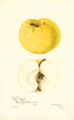 Apples, Elgin Pippin (1901)