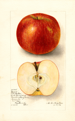 Apples, Ensee (1906)