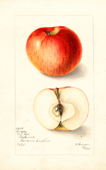 Apples, Ensee (1905)