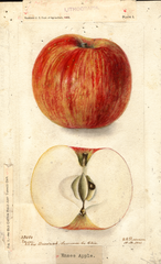 Apples, Ensee (1901)