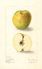 Apples, Franklin (1909)