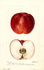Apples, Garst (1896)