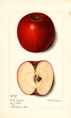 Apples, Esopus