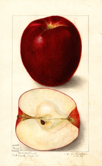 Apples, Gano (1906)