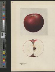 Apples, Fameuse (1932)