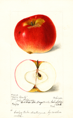 Apples, Gills Beauty (1899)