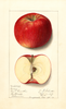 Apples, Givens (1913)