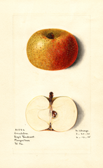 Apples, Grindstone (1915)