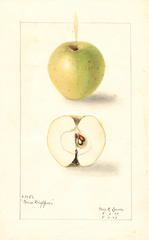 Apples, Grise Dieppois (1909)
