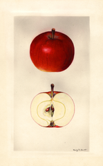 Apples, Grover (1930)