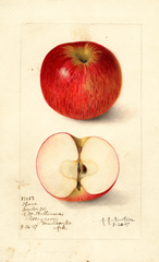 Apples, Haas (1907)