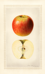 Apples, Hackman (1923)