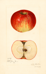 Apples, Hagloe (1921)