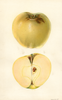 Apples, Hawley (1930)