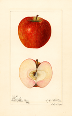 Apples, Family (1921)