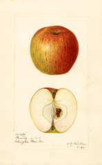 Apples, Family (1920)