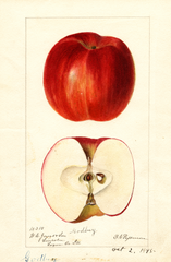 Apples, Godbey (1895)