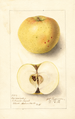 Apples, Knickerbocker (1906)