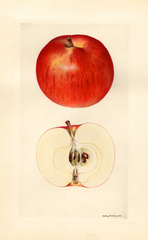 Apples, Joyce (1930)