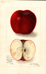 Apples, Kinnard (1910)
