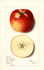 Apples, Jonathan (1915)