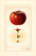 Apples, Hume (1890)