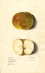 Apples, Heidemeyer (1914)