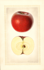 Apples, Lawver (1926)