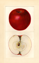 Apples, Joan (1938)