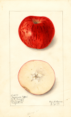 Apples, Missouri Pippin (1911)