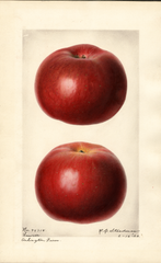 Apples, Lawver (1920)