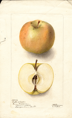 Apples, Cullens Keeper (1903)