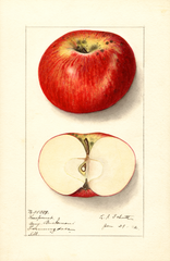 Apples, Keespomet (1912)