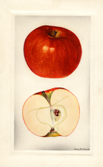 Apples, Lowry (1929)