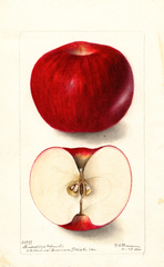 Apples, Monsees (1900)