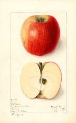 Apples, Lankford (1910)