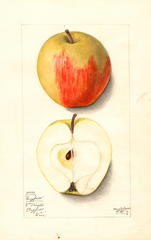Apples, Longfield (1912)