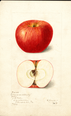 Apples, Nansemond Beauty (1899)
