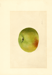 Apples, Newtown (1909)