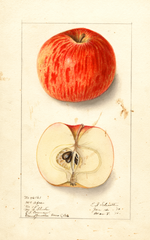 Apples, Mcafee (1910)